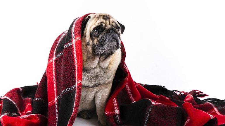 Dale los mejores cuidados a tu perro en otoño-invierno
