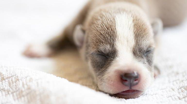 Cómo alimentar cachorros recién destetados