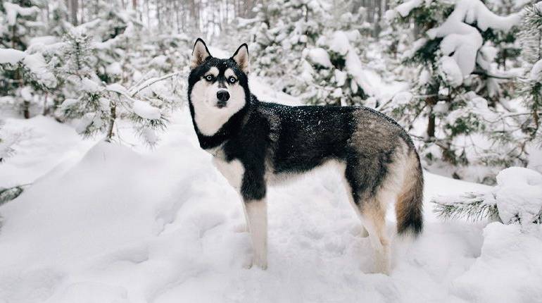 Características del Husky Siberiano
