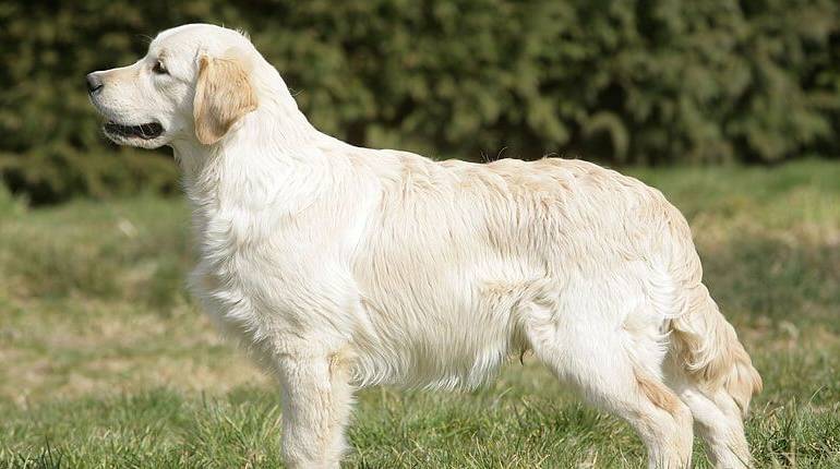 Conoce las características del Golden Retriever