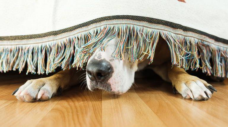 ¿Cómo calmar el miedo de los perros a los petardos?