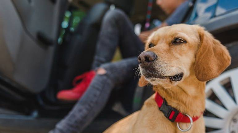 ¿Cómo llevarte a tu mascota de viaje? #infografía