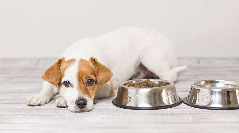 ¿Cuánto debe comer un perro?