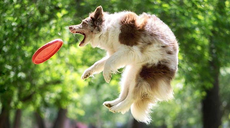 6 deportes divertidos para perros