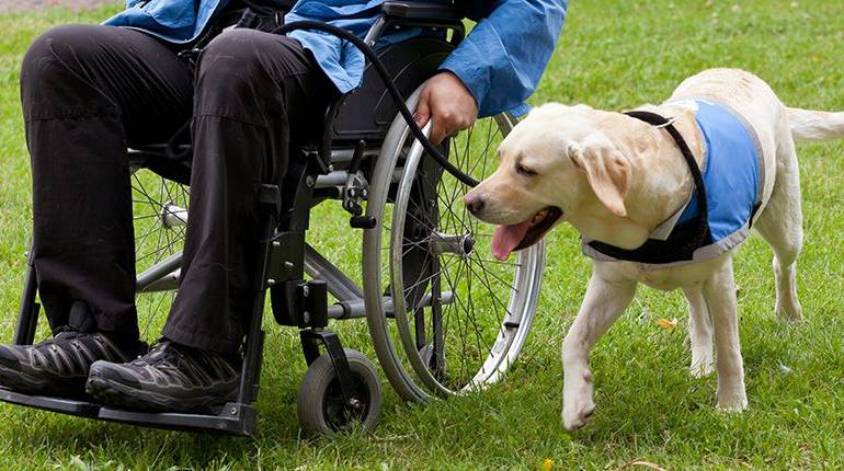 La noble labor de los perros guías