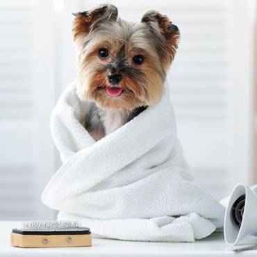 Productos básicos para el cuidado de tus perros