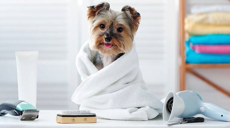 Productos básicos para el cuidado de tus perros