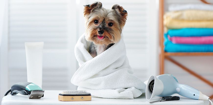 Productos básicos para el cuidado de tus perros