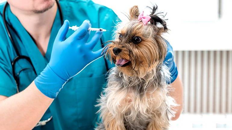 Vacunas básicas para tu perro durante su crecimiento #Infografía