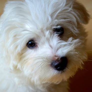 Bichón maltés coreano