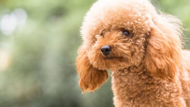 Todo lo que Debes Saber sobre el Encanto del Caniche Toy