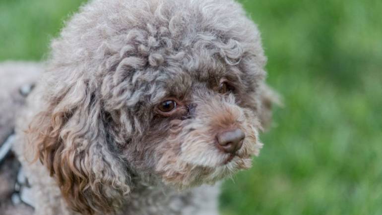 Caniche Enano: Elegancia y Cariño en Pequeño Tamaño