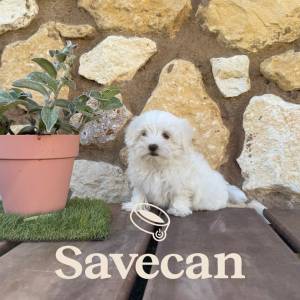 Bichón Maltés hembra