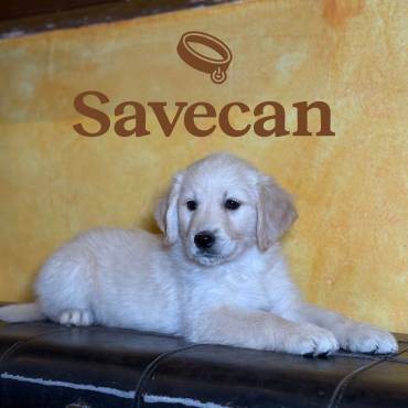 Errores al comprar cachorros y cómo evitarlos en España