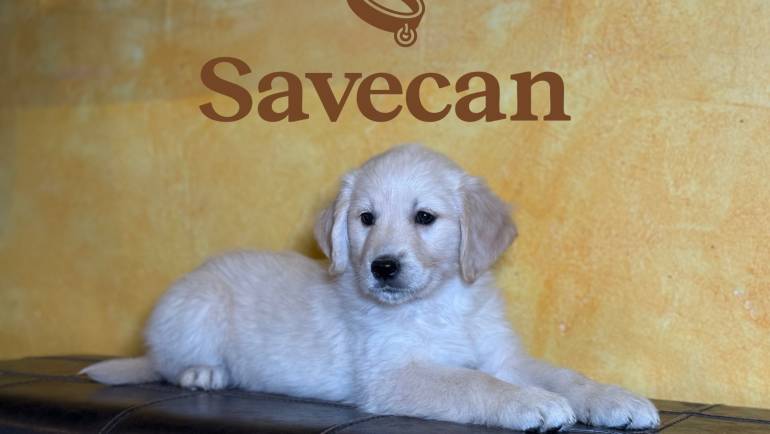 Errores al comprar cachorros y cómo evitarlos en España