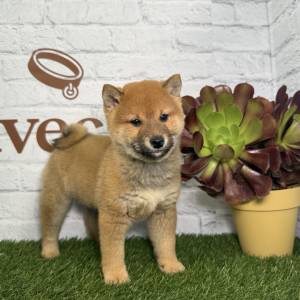 Shiba Inu Macho