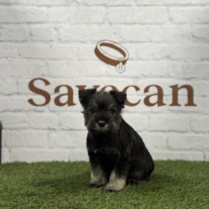 Schnauzer Miniatura hembra