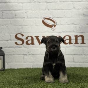 Schnauzer Miniatura macho