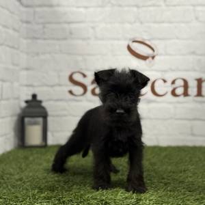 Schnauzer Miniatura hembra