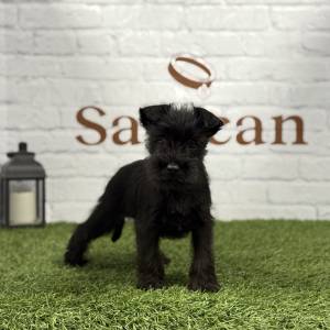 Schnauzer Miniatura Macho