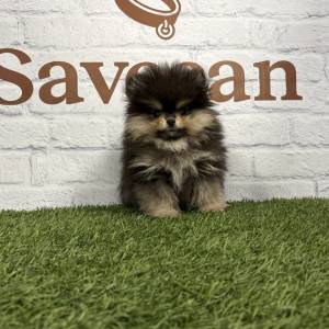 Lulú de Pomerania hembra