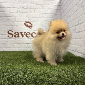 Lulú de Pomerania macho