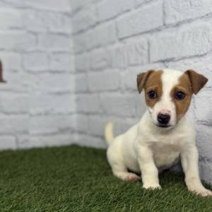 Jack Russell hembra