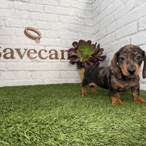 Teckel hembra merlé