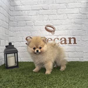 Lulú de Pomerania hembra