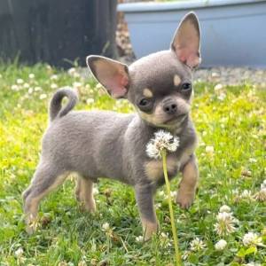Chihuahua