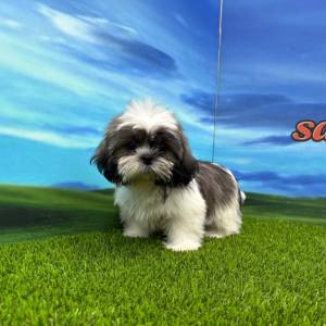 Shih Tzu Hembra