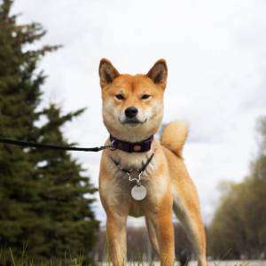 Shiba Inu
