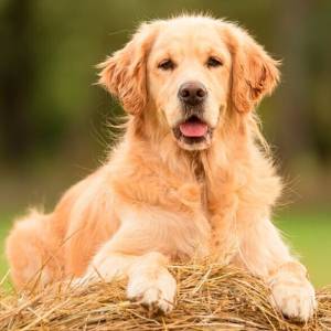 Golden Retriever