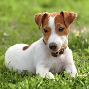 Jack Russell Terrier