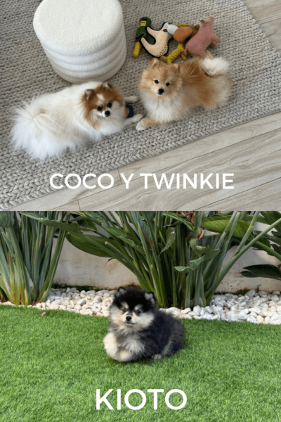 COCO-TWINKIE-KIOTO-724x1024