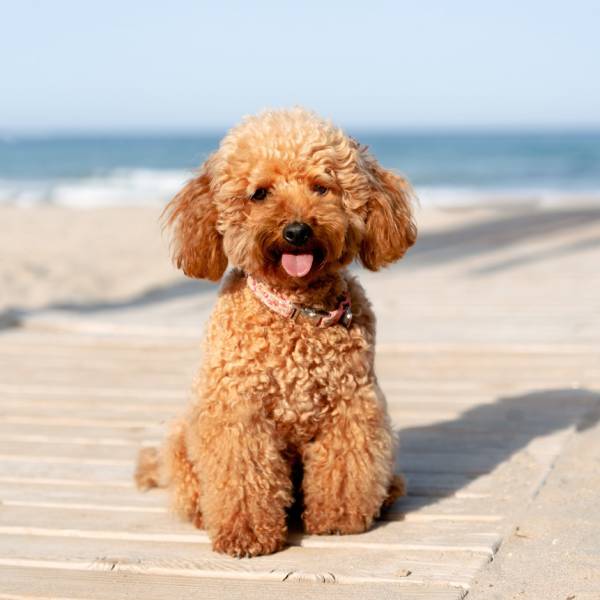 Caniche 35 en tamaño grande