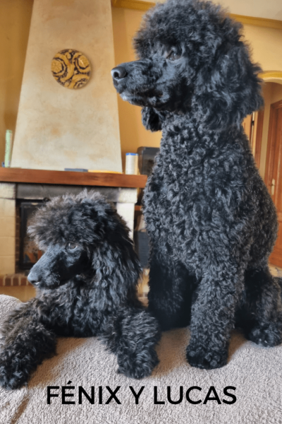 FENIX-Y-LUCAS-724x1024