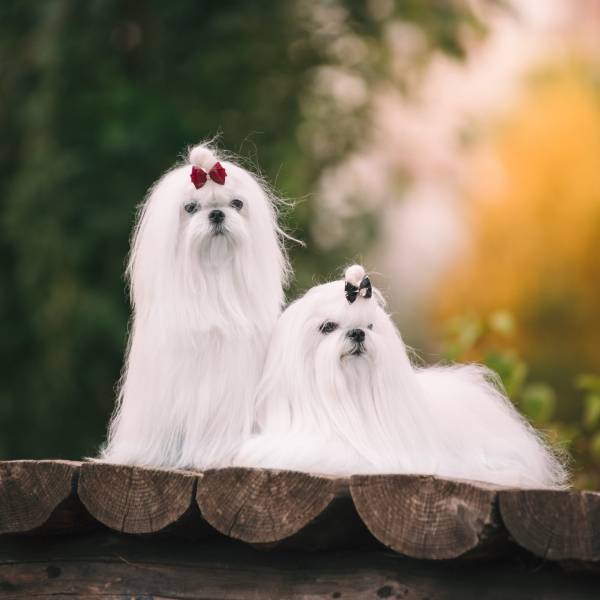 Two white Maltese dogs on the bridge in autumn. Beautiful landscape in a rustic style.