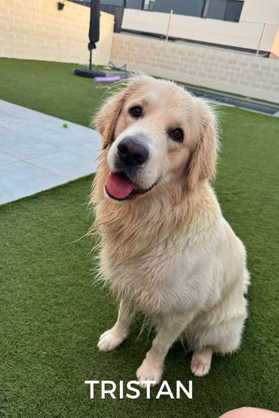 CACHORROS FELICES (1)