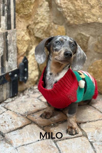 CACHORROS FELICES - 1