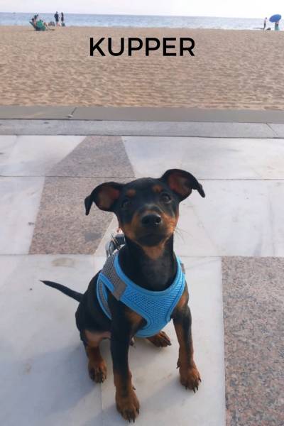 CACHORROS FELICES - 1