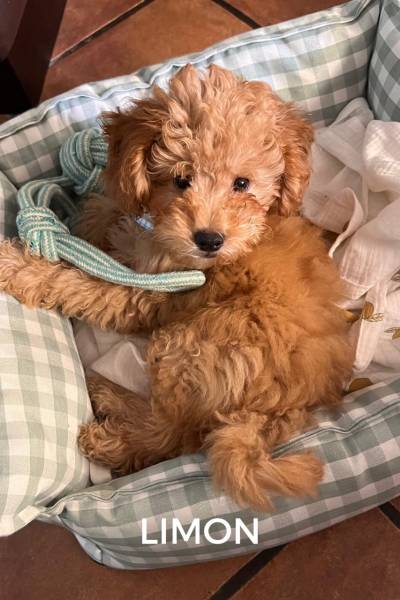 CACHORROS FELICES - 1