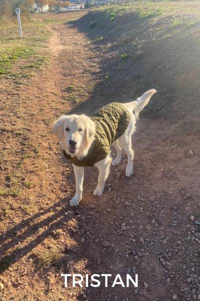 CACHORROS FELICES (2)