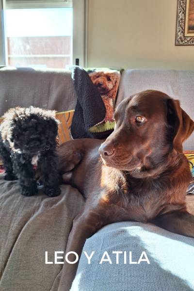 CACHORROS FELICES - 1