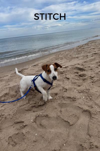 CACHORROS FELICES - 1