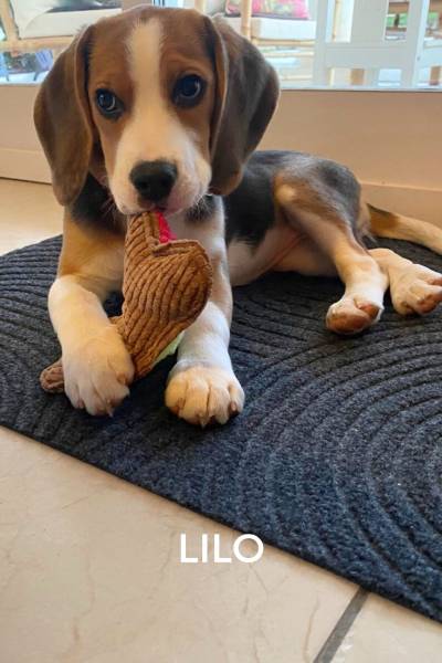 CACHORROS FELICES (3)