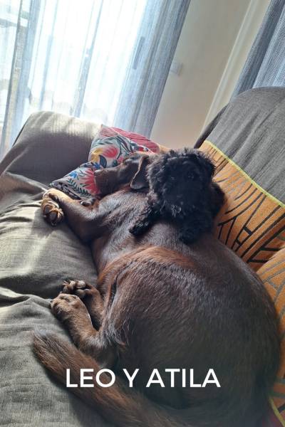 CACHORROS FELICES - 1