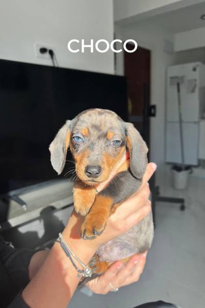 CACHORROS FELICES - 1