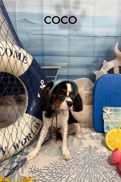 CACHORROS FELICES - 1