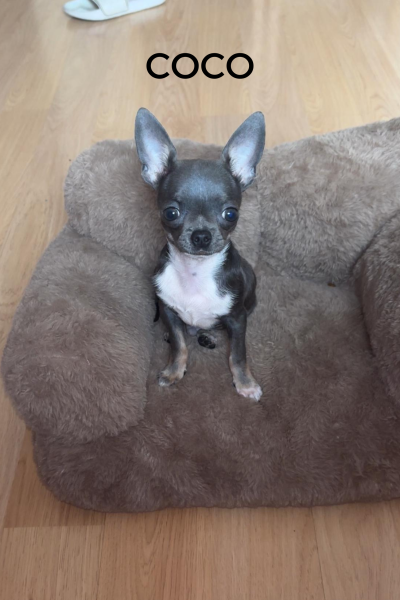 CACHORROS FELICES (5)